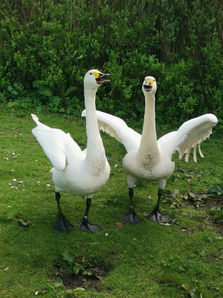 Two bewick's swans